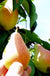 Arganche European Pear - Raintree Nursery
