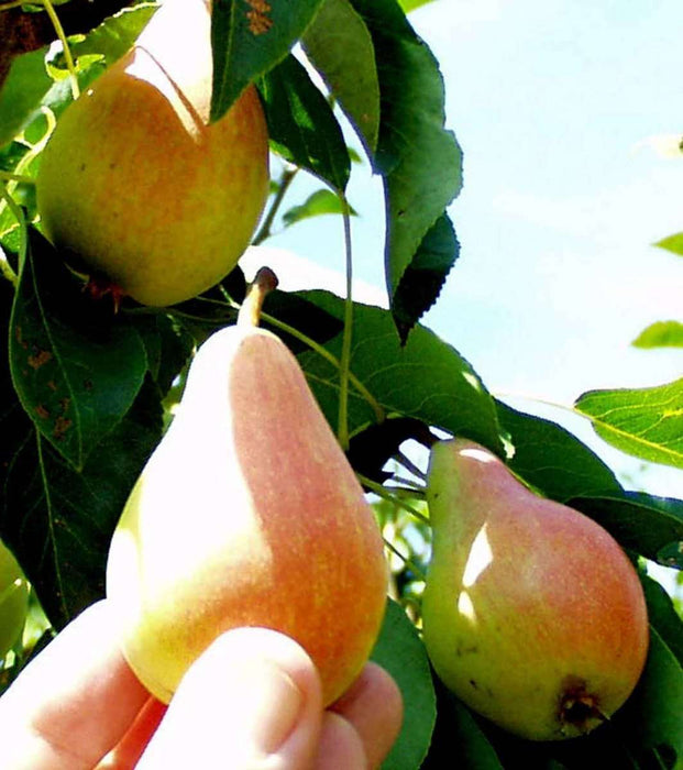 Arganche European Pear - Raintree Nursery