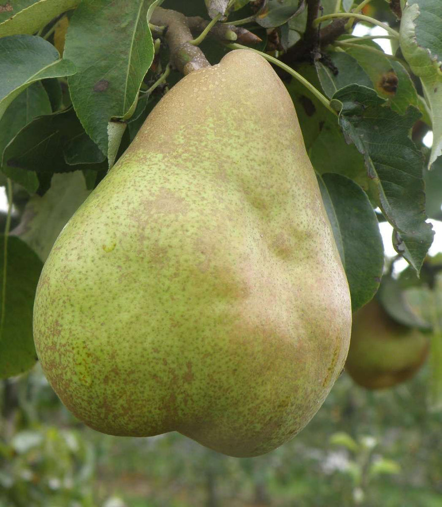 Comice Pear Trees – Growing Comice Pears In The Home Garden