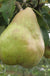 Comice European Pear - Raintree Nursery