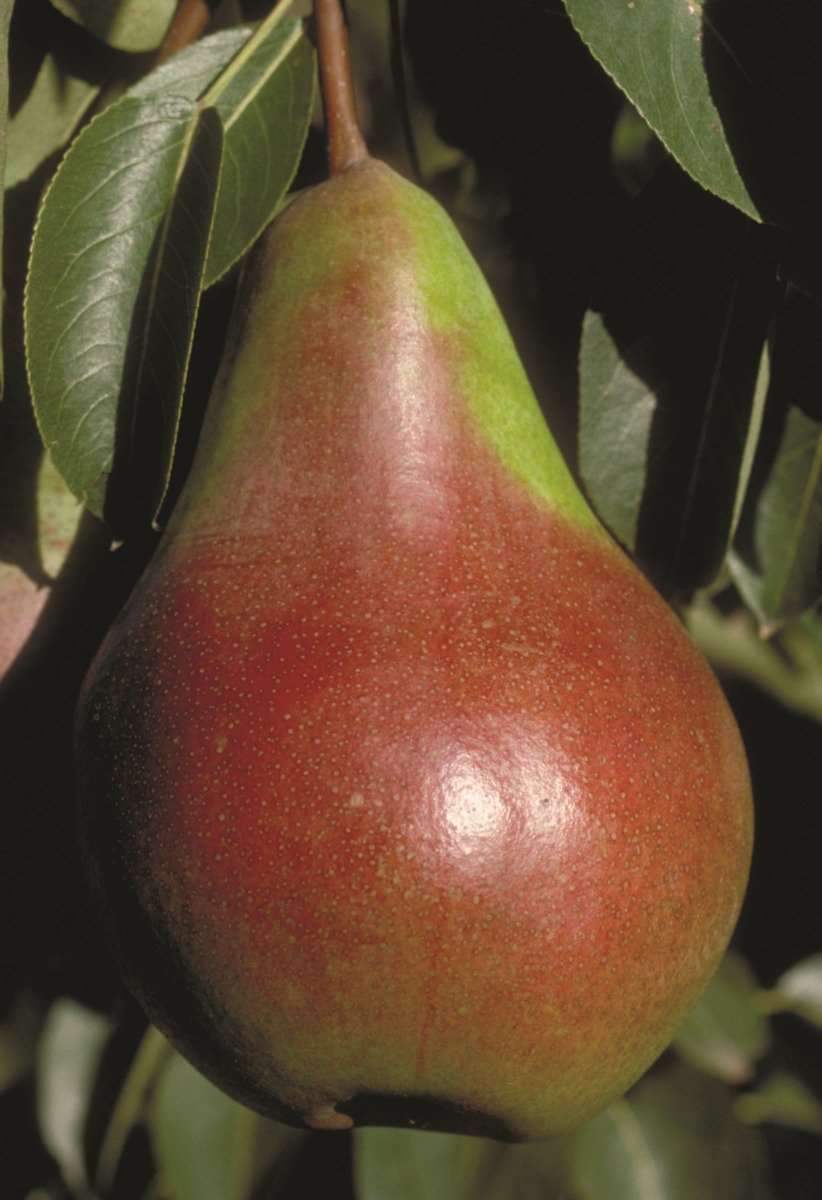 Decorative Bartlett Pears, Natural Look Fruit