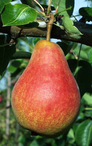 Ubileen European Pear - Raintree Nursery