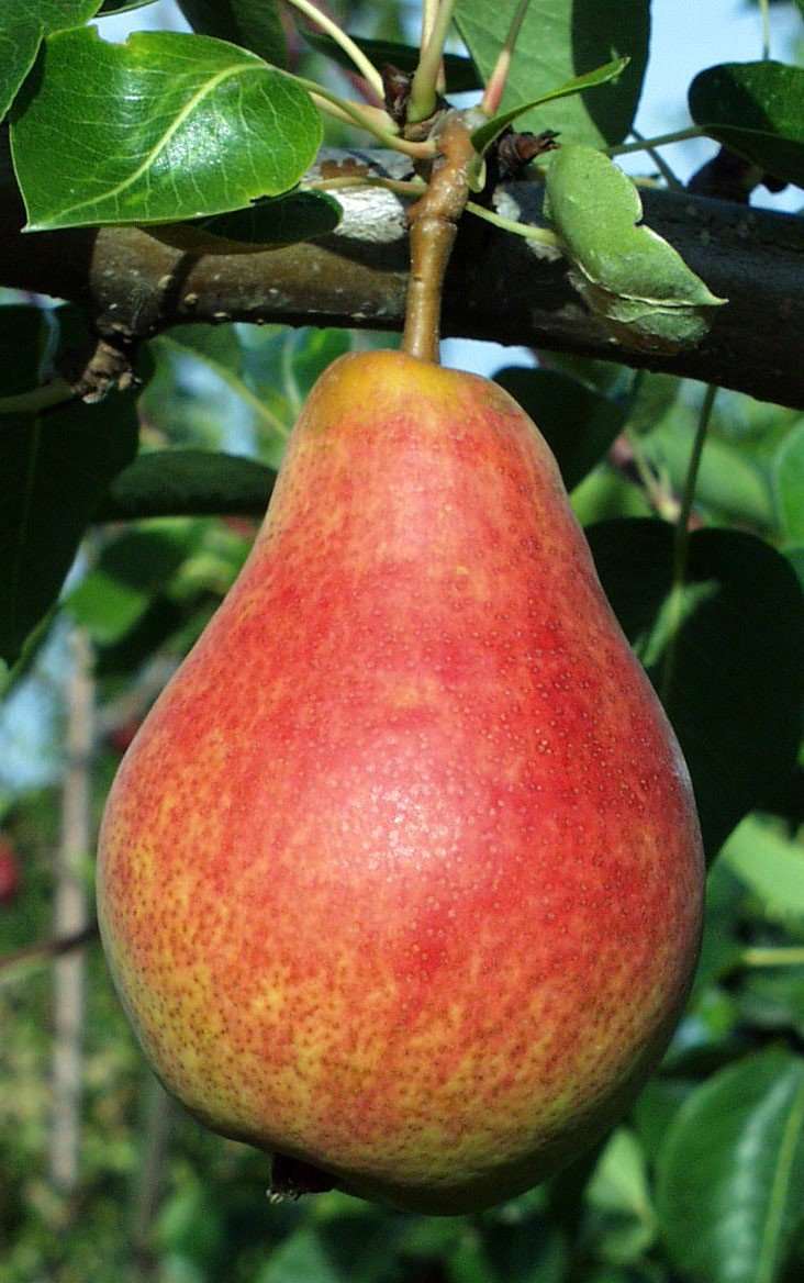 Pyrus communis 'Comice' (European Pear)