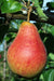 Ubileen European Pear - Raintree Nursery