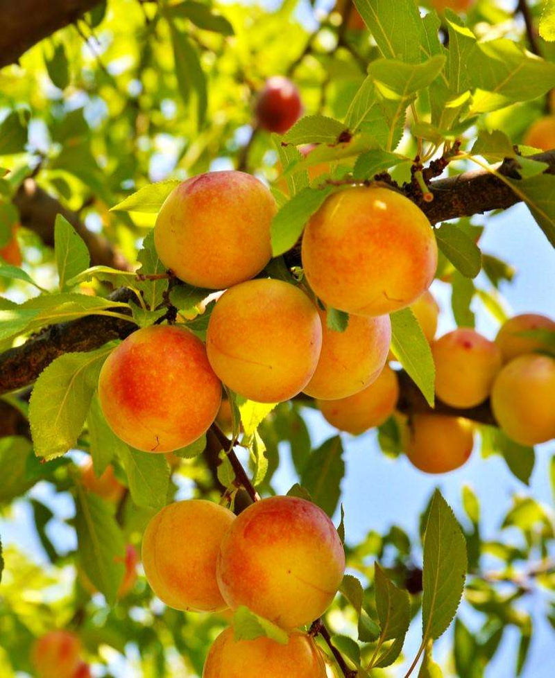 Baby Crawford Peach - Raintree Nursery