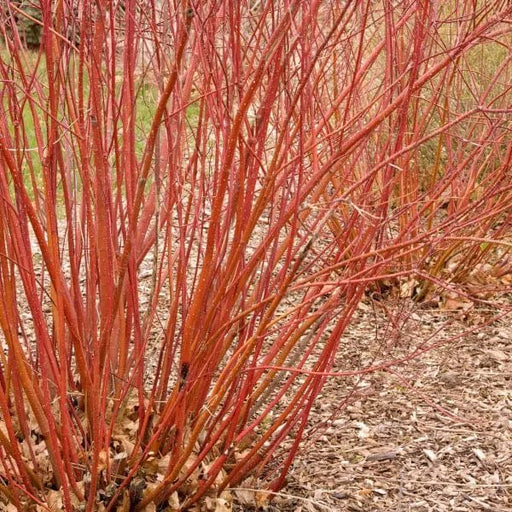 Baileyi Red Twig Dogwood-Ornamental Shrub-Biringer-1'-3' Bareroot Plant-