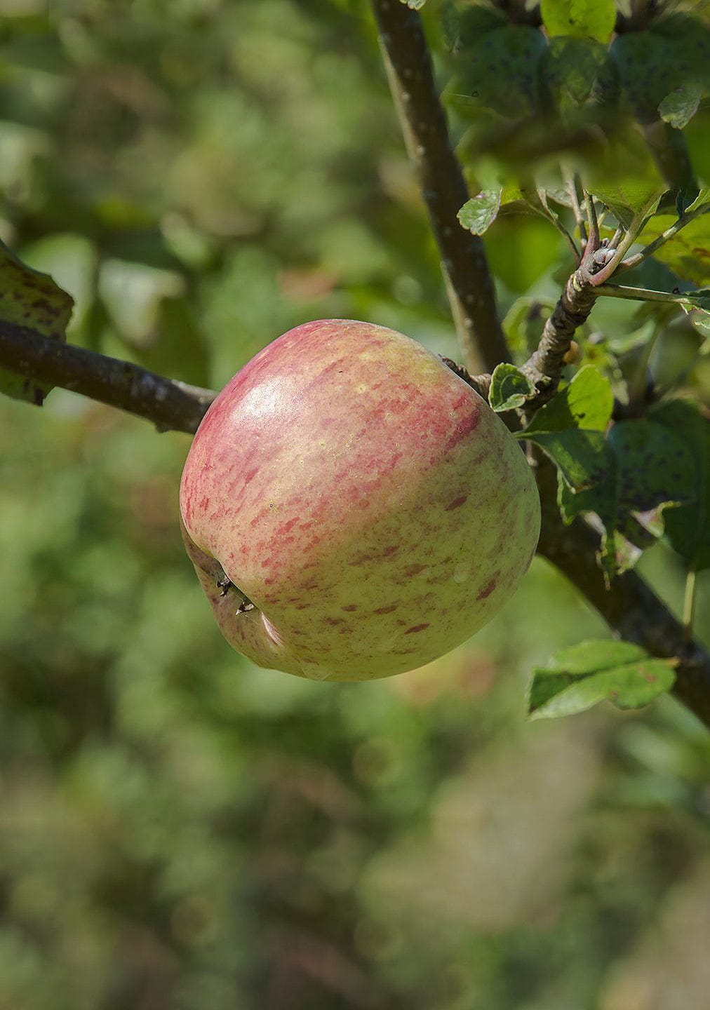 Apple Early Season Pollinators