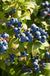 Big Blueberry Bundle no.2-Berries-Fall Creek-Bundle-