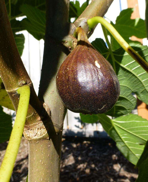 Beall Fig - Raintree Nursery