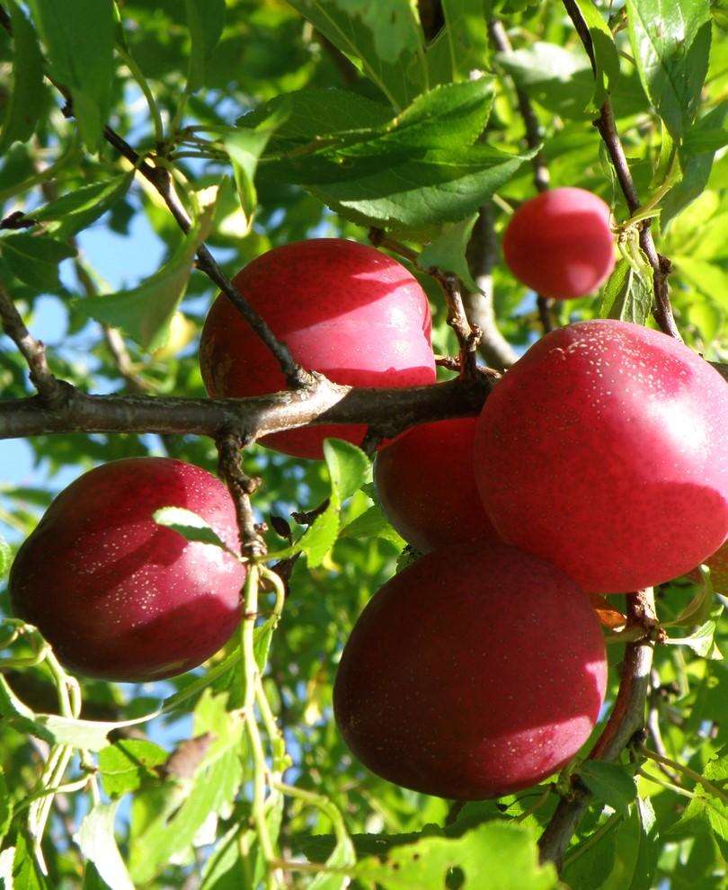 Beauty Asian Plum - Raintree Nursery