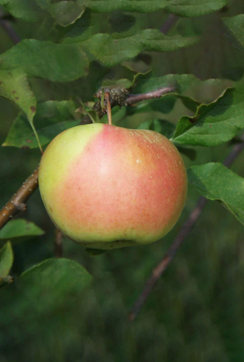 Dwarf Apple Trees | Grow Delicious Fruits | Raintree Nursery