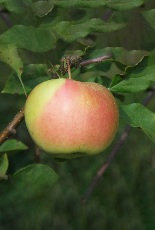 Bella™ Apple-Fruit Trees-Biringer-Dwarf (4'-5')-