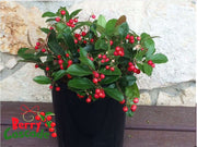 Berry Cascade ™ Wintergreen - Raintree Nursery