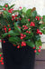 Berry Cascade ™ Wintergreen - Raintree Nursery