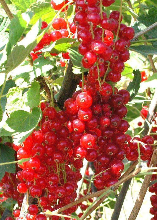 Rovada Red Currant - Raintree Nursery