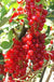 Rovada Red Currant - Raintree Nursery