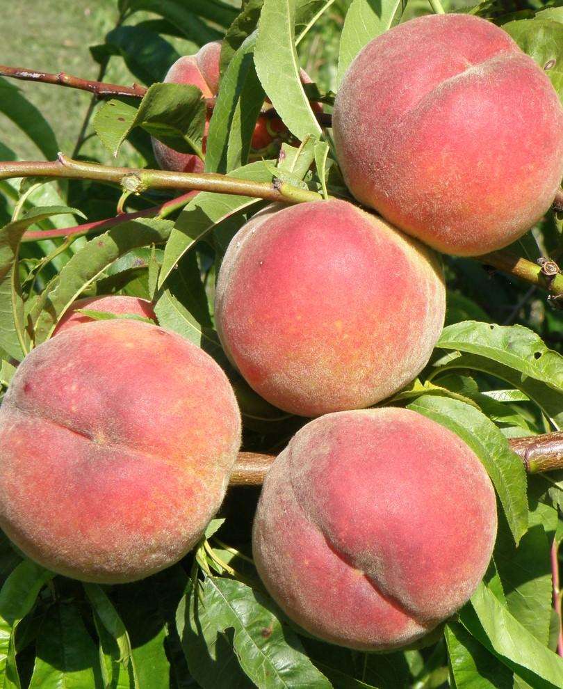 Dwarf Peach Trees