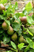 Beurre Super Fin European Pear - Raintree Nursery