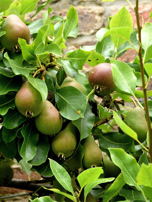 Beurre Super Fin European Pear - Raintree Nursery