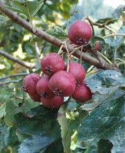 Big Golden Star Hawthorn - Raintree Nursery