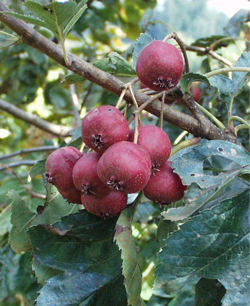 Bare Root Fruit Trees for Sale Online | Raintree Nursery