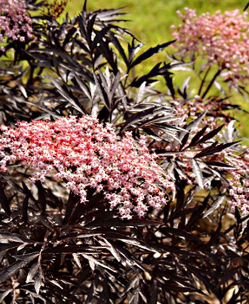 Black Lace® Elderberry — Raintree Nursery