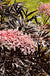 Black Lace® Elderberry - Raintree Nursery