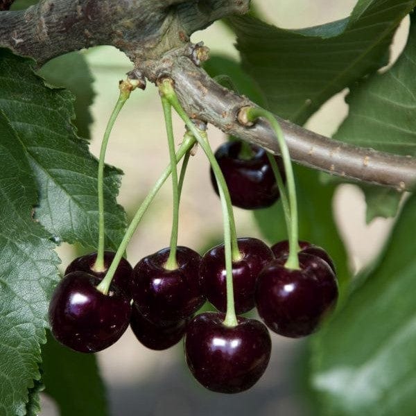 black cherry fruit tree