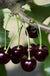 Black Tartarian Cherry-Fruit Trees-Dave Wilson-Standard (4'-5')-