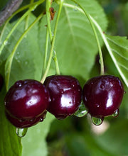 Black Gold Cherry - Raintree Nursery