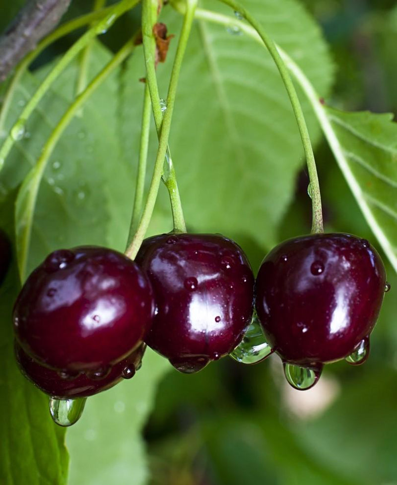 Black Gold Cherry - Raintree Nursery