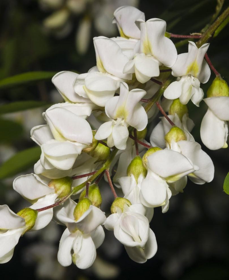 Black Locust Seedling - Raintree Nursery