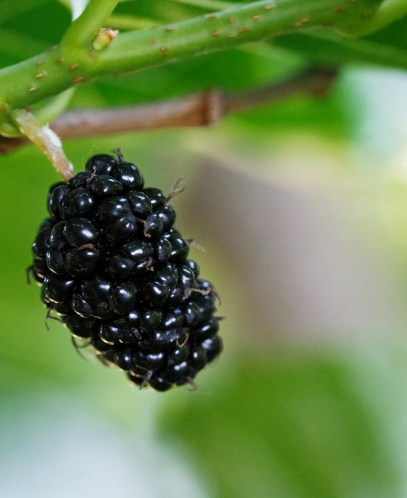 Mulberry Trees — Raintree Nursery