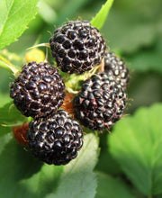 Jewel Black Raspberry - Raintree Nursery