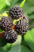Jewel Black Raspberry - Raintree Nursery