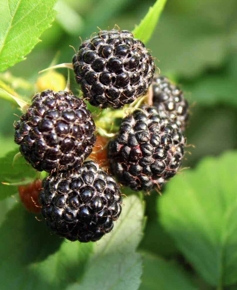 Jewel Back Raspberry Jewel Black Raspberry — Raintree Nursery