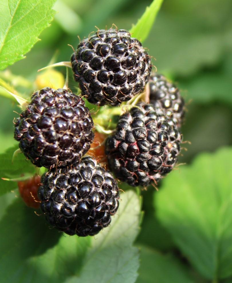 Black Raspberry Plants
