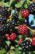 Arapaho Thornless Blackberry - Raintree Nursery