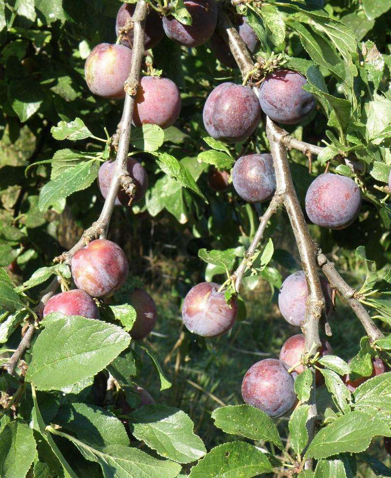 Blau de Belgique European Plum - Raintree Nursery