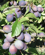 Blues Jam European Plum - Raintree Nursery