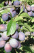 Blues Jam European Plum - Raintree Nursery