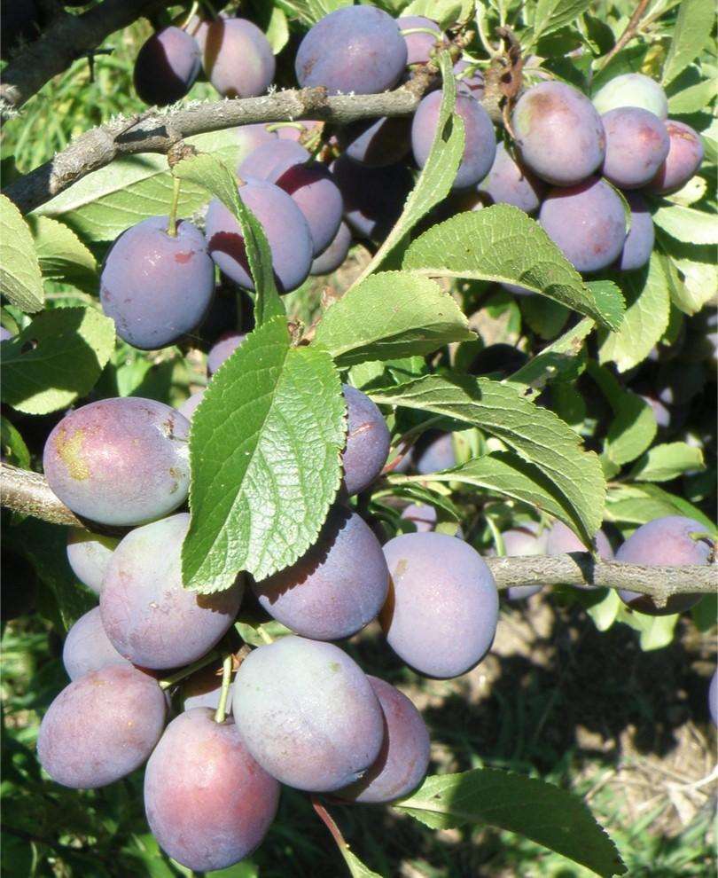 Damson Plums