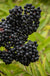 Bob Gordon Elderberry-Berries-Raintree Prop-