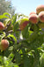 Bonanza Miniature Peach-Fruit Trees-Dave Wilson-Mini Dwarf (2'-3')-