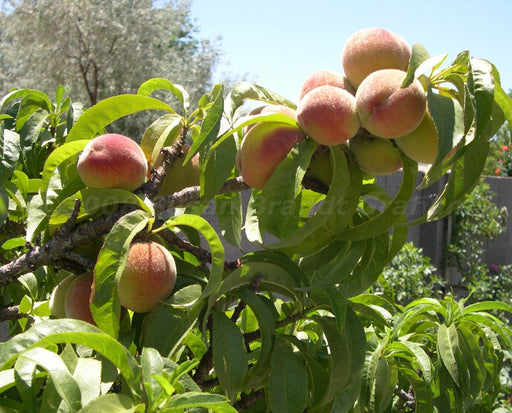 Bonanza Miniature Peach-Fruit Trees-Dave Wilson-Mini Dwarf (2'-3')-