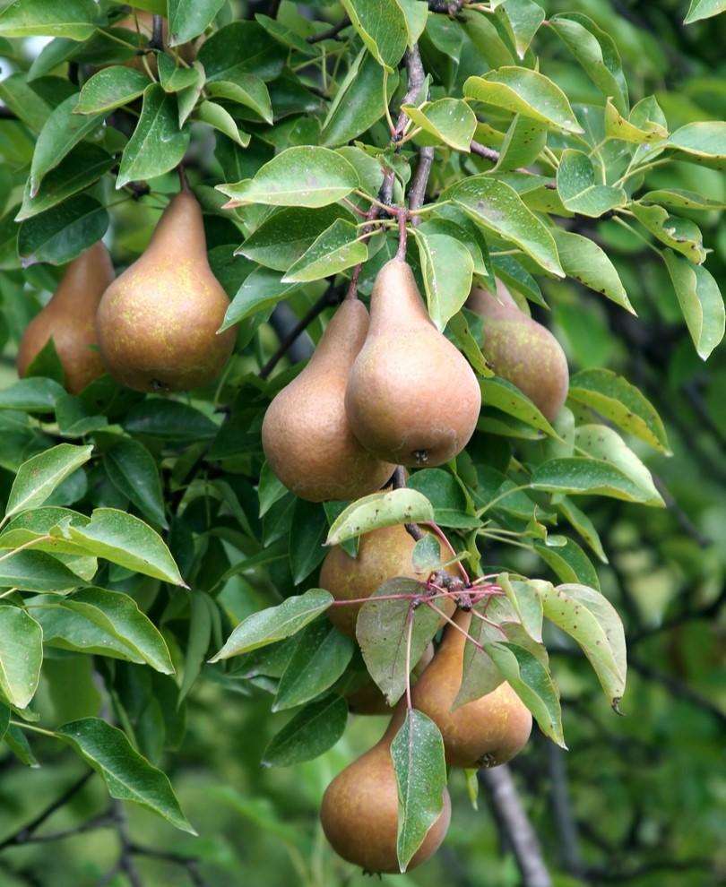 Bosc European Pear — Raintree Nursery