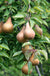 Bosc European Pear - Raintree Nursery