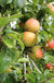 Bramley Apple - Raintree Nursery