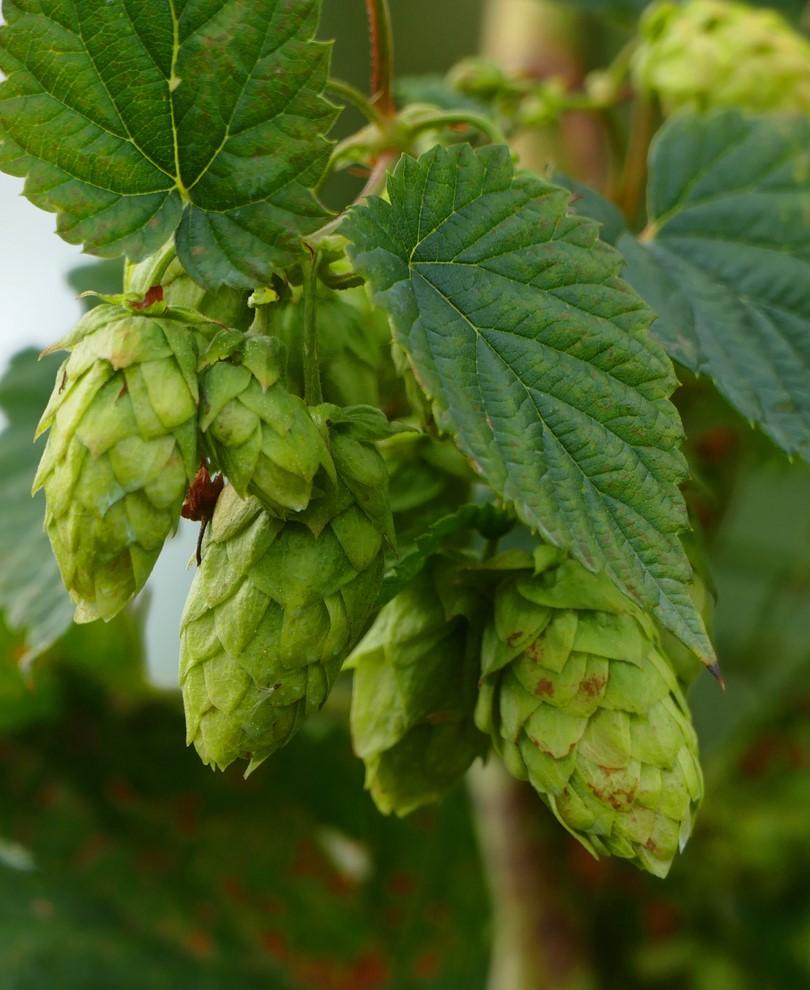 Brewer's Gold Hops - Raintree Nursery
