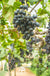 Buffalo Grape - Raintree Nursery